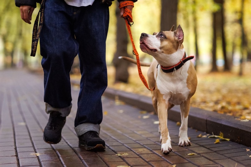 В Подмосковье запущена онлайн-регистрация домашних животных