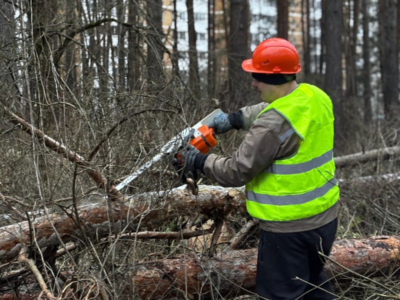 В Воскресенске начались санитарные рубки в лесополосе на улице Рабочей