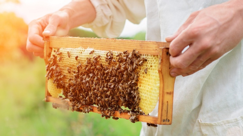 Вниманию пчеловодов! 
