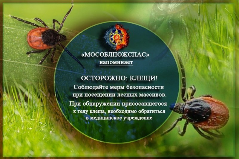 Чтобы избежать укуса клеща 