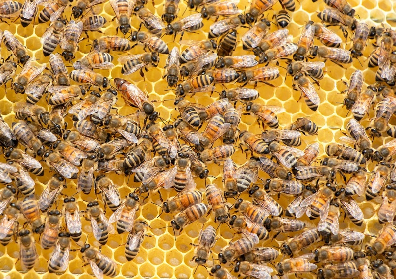 Вниманию пчеловодов! 