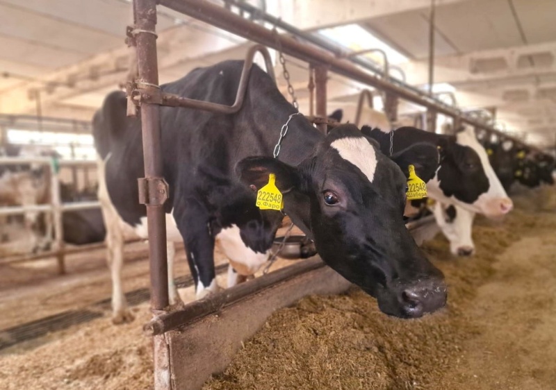 Звёздная корова Шабера из Воскресенка ушла в «декрет»: у рекордсменки будет тёлочка