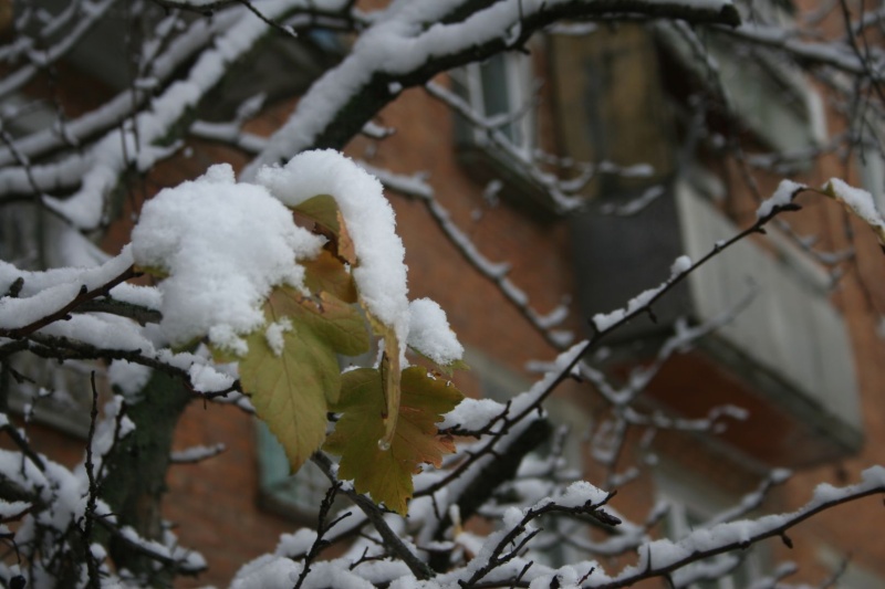 Мокрый снег, гололедица и ветер 