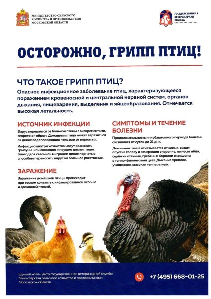 Осторожно: птичий грипп! 
