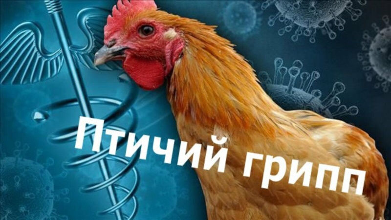 В целях недопущения заноса вируса гриппа птиц на территорию Московской области
