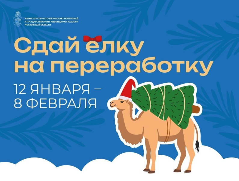 Подари своей ёлке вторую жизнь! C 12 января  стартует акция «Сдай елку на переработку»