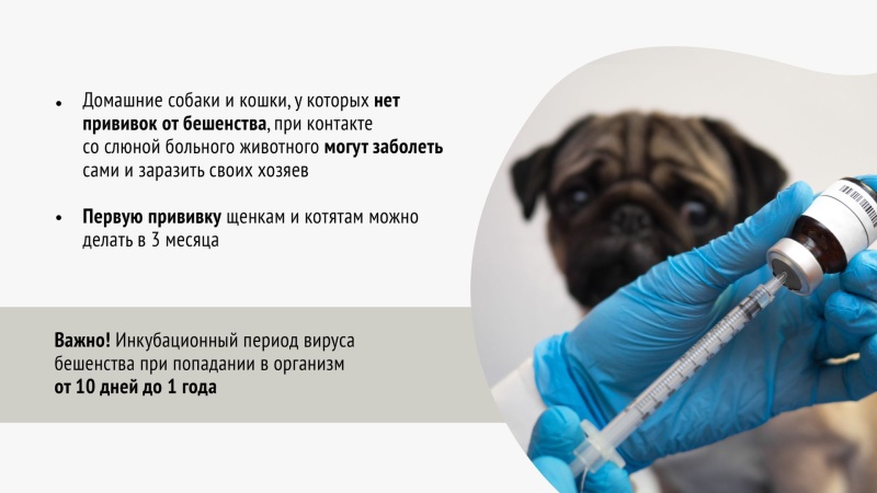 В городском округе Воскресенск проходит выездная вакцинация против бешенства домашних животных 