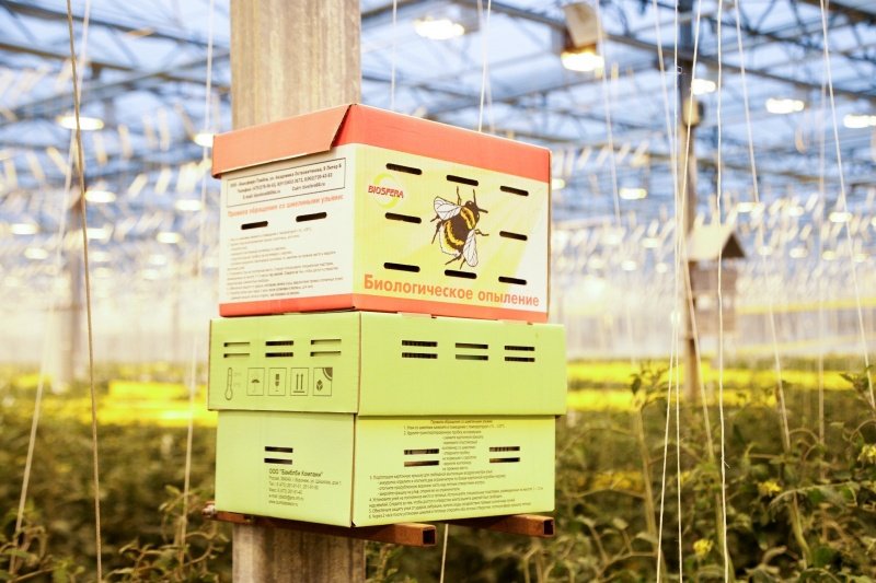 Агрохолдинг из Воскресенска успешно заместил европейских шмелей российскими 